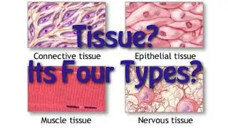What is Tissue and its types | Connective, Muscle, Nervous, Epithelial Tissue with diagrams