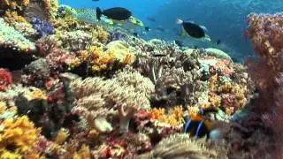 Футажи для видео   Подводный мир 4