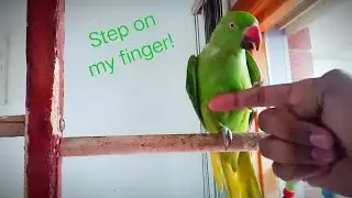 Charlie is learning to step up on finger for first time