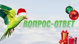 Вопрос-ответ 4 часть