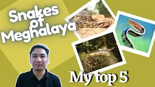 5 snakes you won't believe are found in Meghalaya