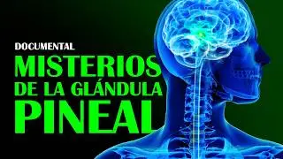 DOCUMENTAL: Misterios de la Glándula Pineal y su Poder Escondido Según la Ciencia