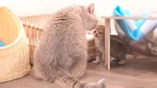 Mother cat is playing, talking and cuddling tightly with her cute kittens. So cute