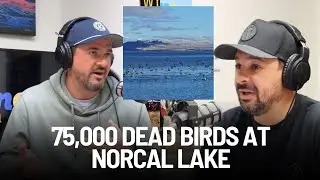 NorCal Lake Sees its Worst Botulism Outbreak in History, Killing More Than 75,000 Birds