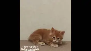 Котята курильский бобтейл