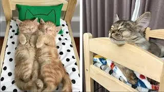 IKEA Sells Mini Beds For Children’s Toys, People Buy Them For Their Cats