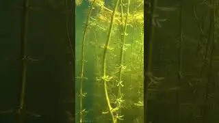 Monument of Time - Ancient Coral Reefs - Stunning Landscapes of Urals - #shorts 1