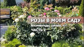 21 MORE ROSE VARIETIES IN MY GARDEN (PART 2): floribundas, shrubs, black-and-whites | Rose variet...