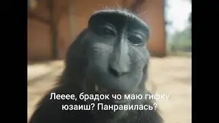 Брадки