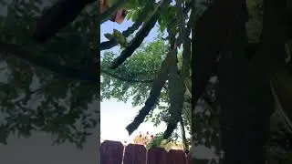 Dragon Fruit Climbs on a Guava Tree (Flower buds are coming out)