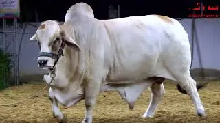 SURTI BAADAL