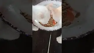makan dulu