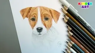 Dog - Jack Russell Terrier - Drawing with colored pencils