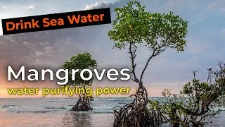 Mangroves' water-purifying Power | Drink Sea Water