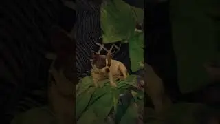 Махмутлар Мухтарович Мухин.