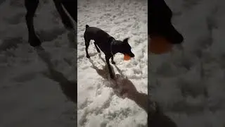 И так всегда 🤣Доберман Граф на прогулке