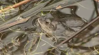 Froggy Would a Wooing Go