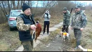Отдых в Подмосковье. Охота на фазана с собакой.
