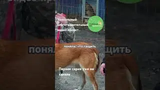 Ветеринары, кинологи и грумеры прокачают собак из приюта…. 