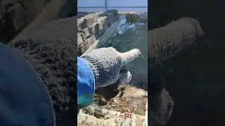 начинаю стройку гаража. Копаю Яму.