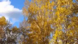 Листья  желтые  над  городом  кружатся