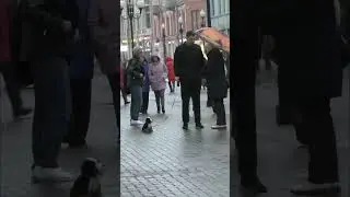 A prankster walks a toy dog😂 