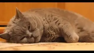 Смешные кошки 2