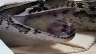 Python swallows chick alive while its sibling is still visibly struggling in its throat _ edit
