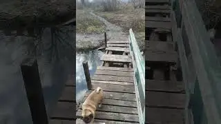 опять сломали мостик