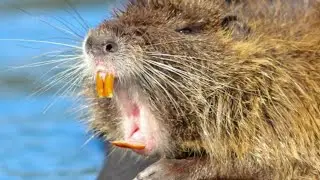 ОРУЩАЯ НУТРИЯ/КРИК НУТРИИ