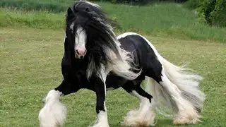 Gypsy Vanner Horses | Bad Boy Looks, Family Manners