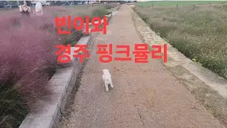 복부인 귀여운 말티푸 강아지 빈이 예쁜 경주 핑크뮬리 산책