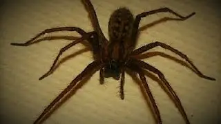 Huge Spider Attacks Couple on Bed!