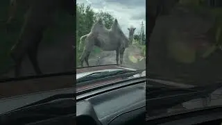 Не кода не ожидаешь что будет за поворотом.