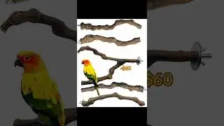 That’s without mentioning all the additional costs #parrot #animal #fyp #budgie #budgies #pets
