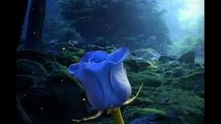 Minute of Flower Wonders By MagicMan HongWei