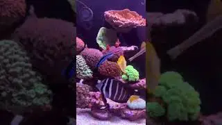 Aquarium Diary: Getting There