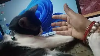 🐱🖐️ 