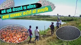 गर्न खोजे के हुदैन नेपालमा ? माछा व्यावसायबाटै मालामाल ||MY ONLINE TV||