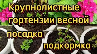 Крупнолистные гортензии весной. Что я делаю с ними....