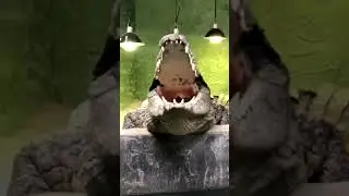 Crocodile Roaring like a dinosaur