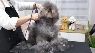 💖邋遢狗狗剪毛後變化太大，主人竟然認不出💖  ‖ How To Groom a Fluffy Dog ‖ pet groomer ‖ 寵物美容