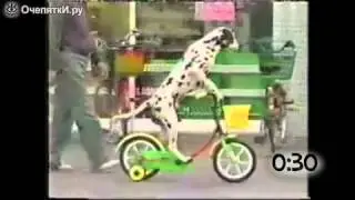 Животные за рулём велосипеда