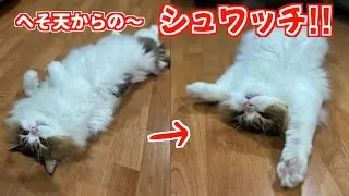 【へそ天】愛猫のへそ天バンザイがめちゃめんこいのでぜひ見てみてください😄　1. 宅配荷物に興味津々のコロタ／2. 便座交換に興味津々のコロタ／3. めんこい「へそ天万歳」の３本です😽
