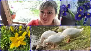 ✨Влог✨Ищу ирисы 🪻Дачный кайф🦆☀️🐝