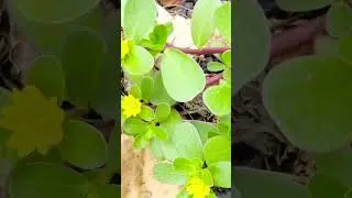 КАК ИЗБАВИТЬСЯ ОТ ПОРТУЛАКА #интересно #огород #shorts