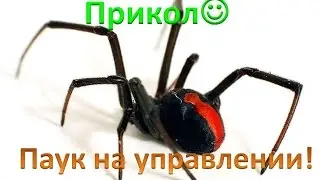 Паук на управлении! Как живой!Прикол!!!