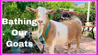 What Bathing our Goats Looks Like!