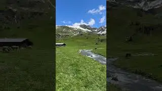 #switzerland #nature #viral #swissalps #cow #see #travel #village #shorts #youtubeshorts 🇨🇭🇨🇭