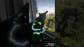 Блэкс смотрит в окно